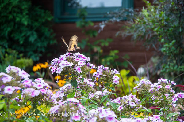 Swallowtail on 'Bright Eyes' Phlox paniculata
