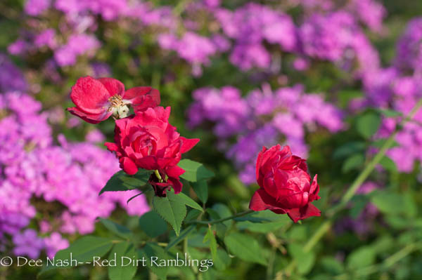Tattered blooms on 'Cramoisi Superieur'-21