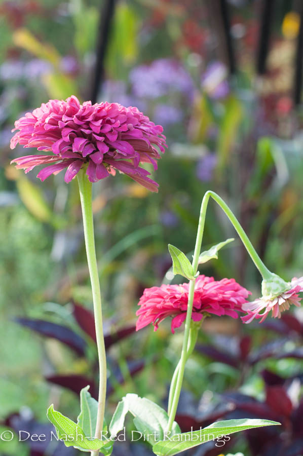 Zinnias. Part of the beauty in this shot is the zinnia bending its head. Sometimes weakness is strength.