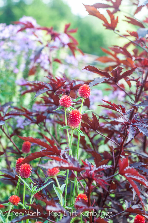 Red Gomphrena globosa, globe amaranth, with 'Haight Ashbury' hibiscus. Doesn't it look like marijuana?