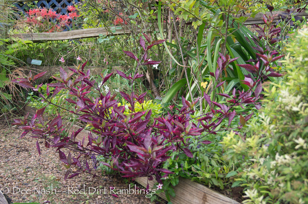 Alternanthera 'Brazilian Red Hots' is another one I'll never be without.