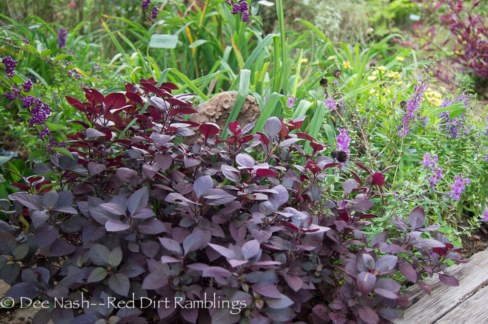 Alternanthera 'Little Ruby' simply glows with the berries from my purple Japanese beauty berry and the summer snapdragon behind.