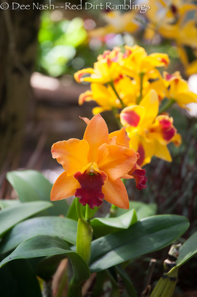 Orchid from the Atlanta Botanic Garden. I felt like we bloomed the same at the conference