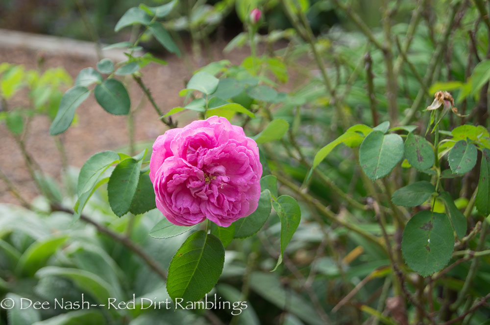 Rosa 'Madame Isaac Pereire' is blooming again. I deadheaded her about three weeks ago. I know it was late, but I need to see those blooms.