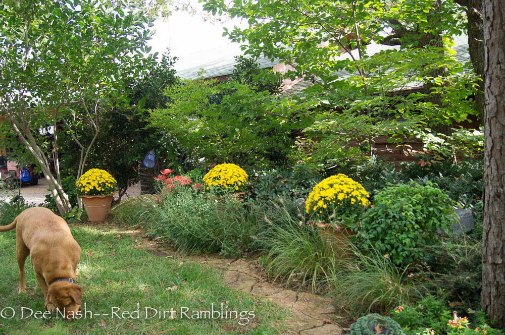 Three, two-gallon yellow mums with pansies brighten a dark corner in the front yard. The trees will turn soon, and it will be a riot of color.