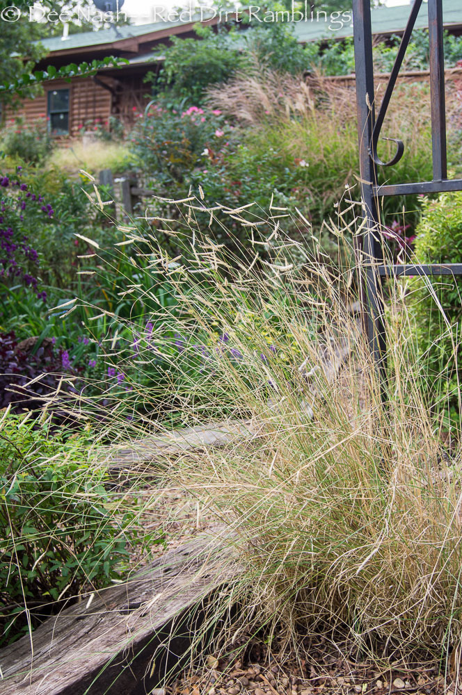'Blonde Ambition' blue grama grass