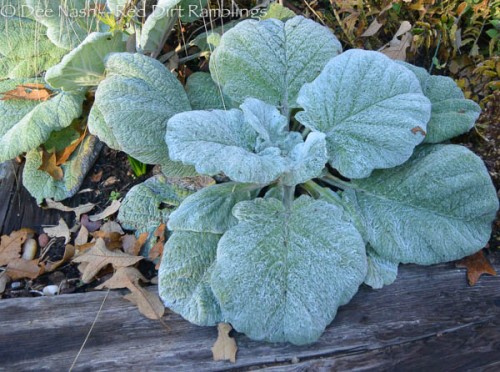 Salvia argentea, silver sage, I added to the garden last spring covered with frost.
