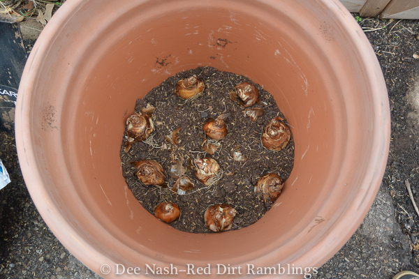 Daffodil bulbs in the bottom of the pot