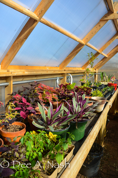 Left side of greenhouse with coleus and other starts