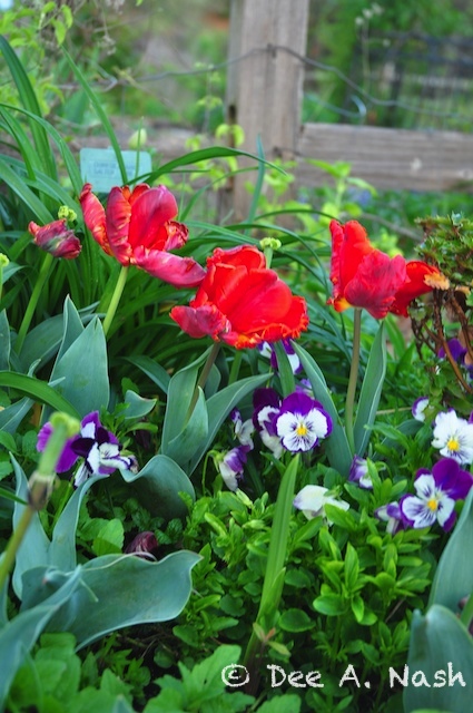 'Rococo' tulips with pansies in my garden
