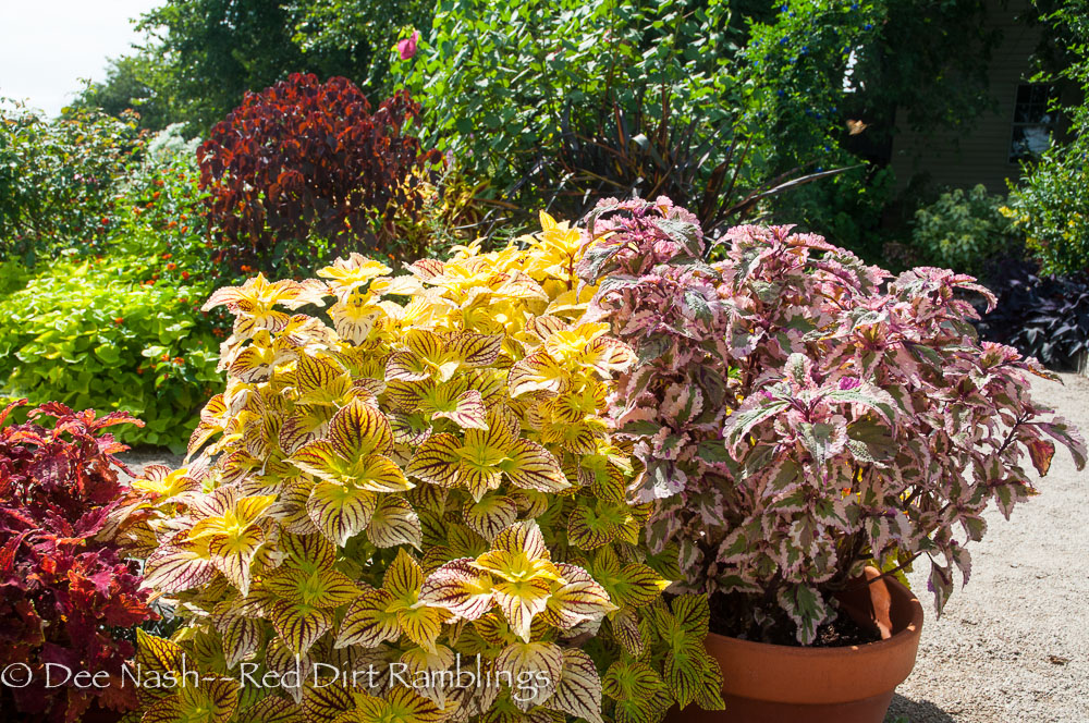 'Cathedral Windows' and 'Anna' coleus.' Euphorbia continifolia 'Atropurpurea,' Caribbean Copper Plant 'Cathedral Windows' and 'Anna' coleus.' The coleus on the far left is 'Copper,' and the dark plant in the back is Euphorbia continifolia 'Atropurpurea,' Caribbean copper plant.