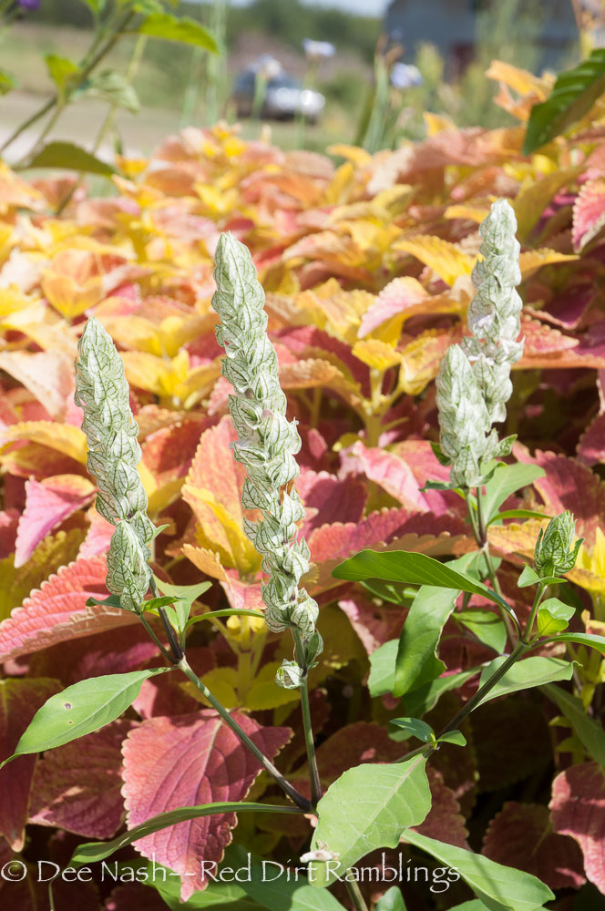 One more from Bustani Plant Farm.