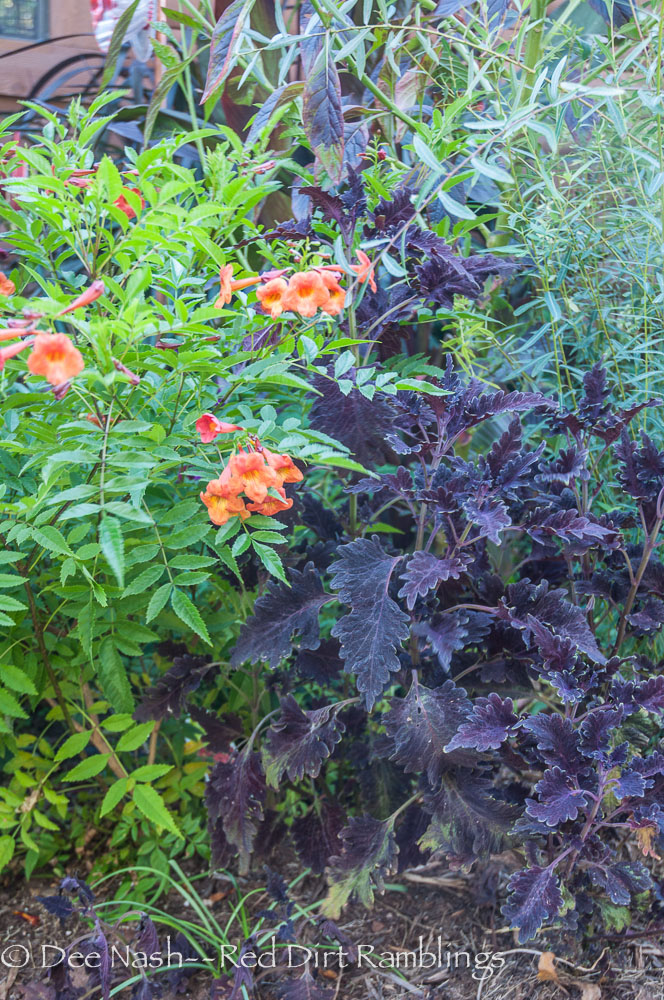 Coleus, probably 'Kiwi Fern' and Tecoma stans Bells of Fire esperanza.