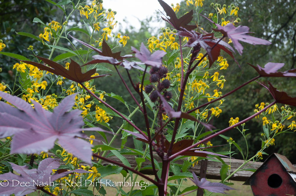 New Zealand castor bean with Helianthus angustifolius, Narrow-leaf Sunflower