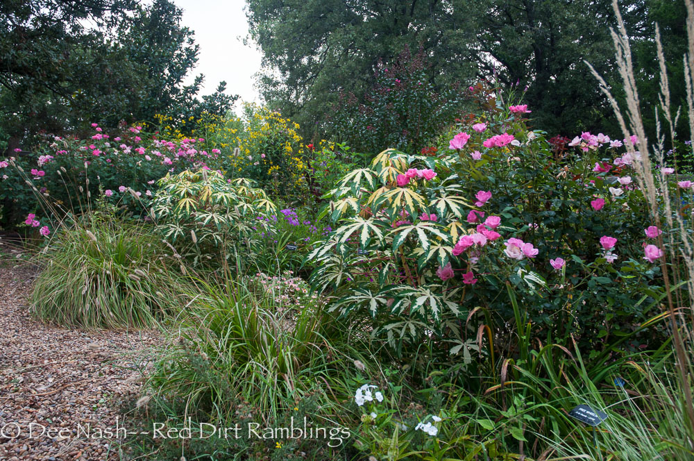 Variegated tapioca with Pink Knockout roses and 'Little Bunny' fountain grass