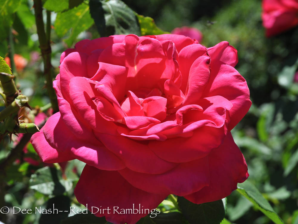 'Miss All American Beauty' rose I saw at FiLoLi in California.