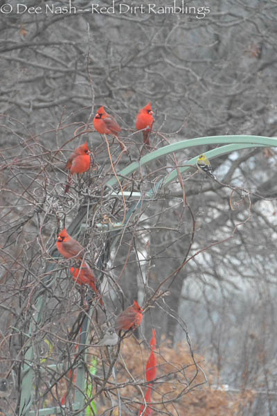 Cardinals lined up for the bird feeder. Do you also see the American Goldfinch?