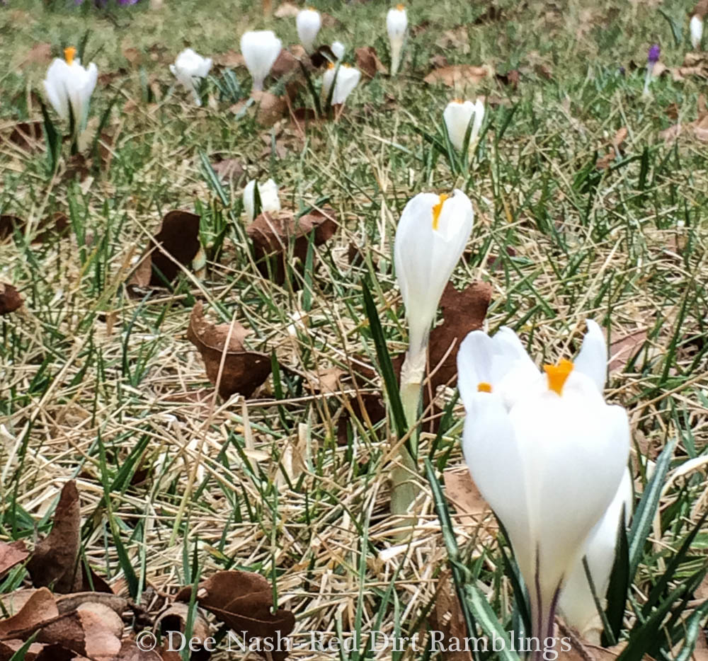 Crocus vernus 'Jeanne d'Arc'