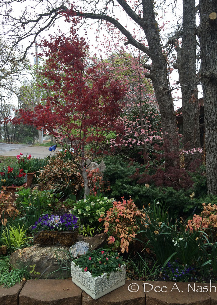 Japanese maple 'Tamukeyama'