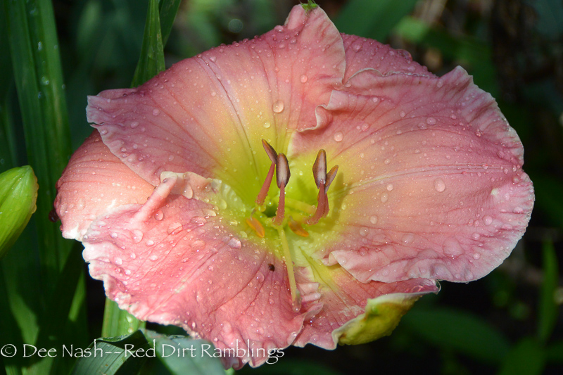 Hemerocallis 'Always and Forever' (Cl. Barnes 1998)