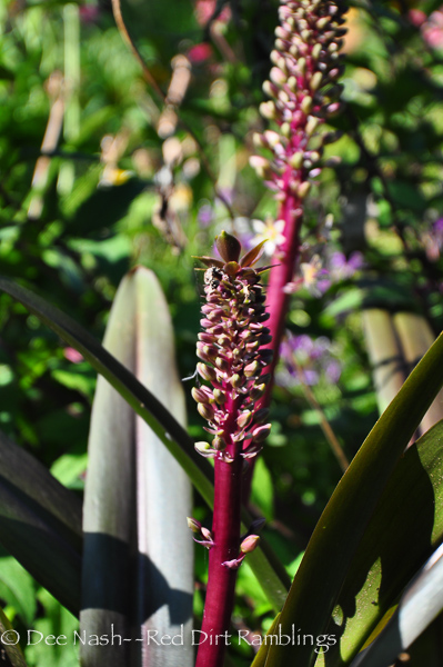 Eucomis 'Oakhurst' pineapple lily closeup