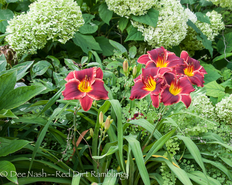 Come on over to daylily's dark side Red Dirt Ramblings®