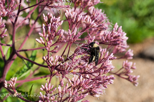 Eupatorium 'Little Joe' with bumblebee