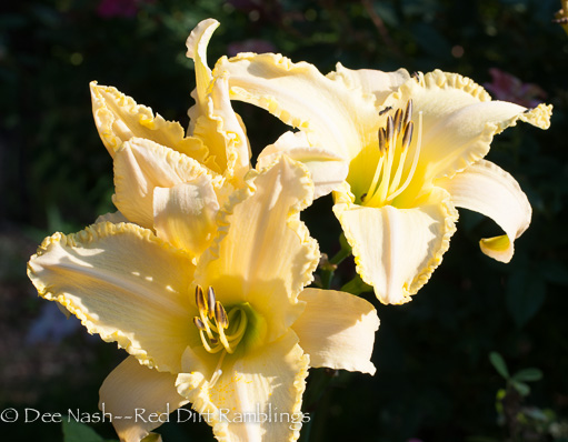 H. Liz Schreiner with tiny bees. This daylily is a very good pollinator plant, and it reblooms.