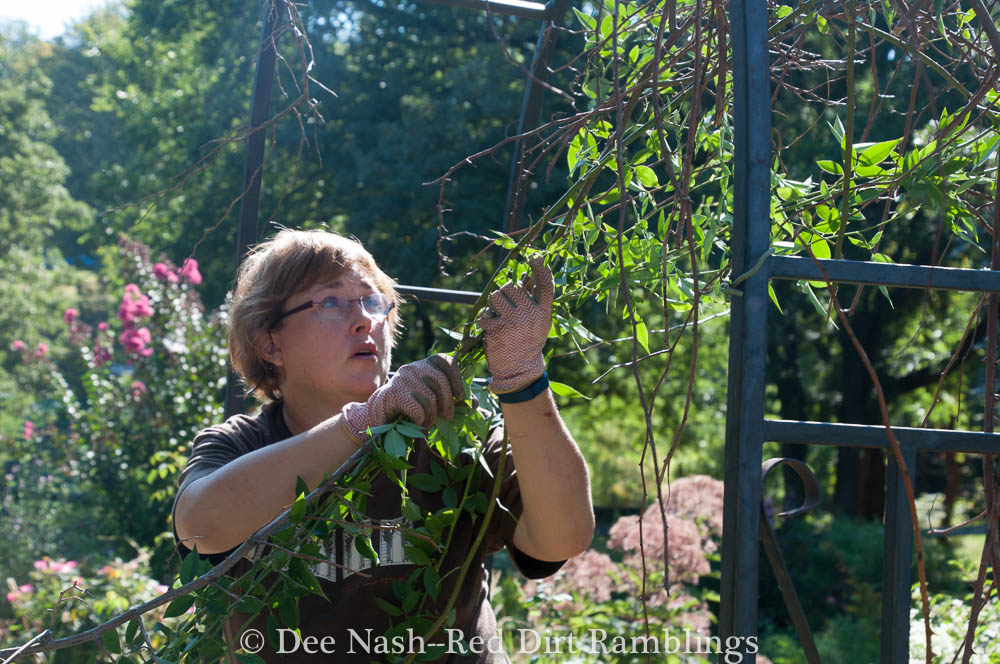 Pulling rose canes and trying not to cry.