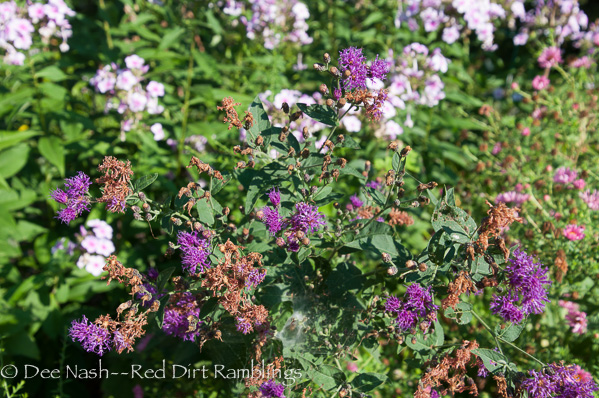 Vernonia fasciculata, smooth ironweed grows wild on my property. It eventually made its way into the garden, and I kept it for the butterflies and bees.