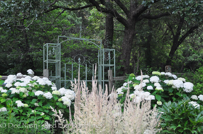 Hydrangeas for Oklahoma39;s finicky climate  Red Dirt Ramblings®