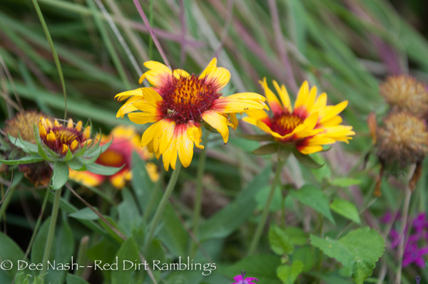 Gaillardia x grandiflora 'Mesa Bright Bicolor' blanket flower.