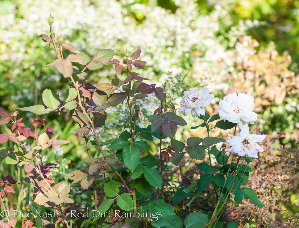 April Moon rose