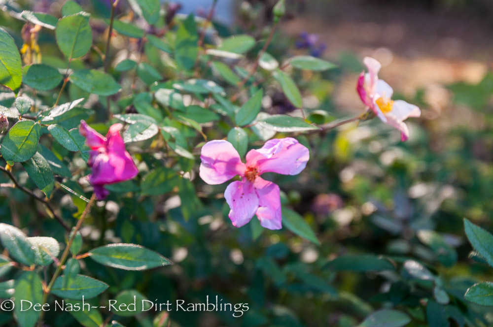 Native shrubs to replace roses Red Dirt Ramblings®