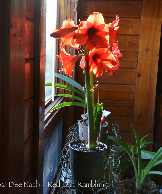 Growing amaryllis is easy Red Dirt Ramblings®