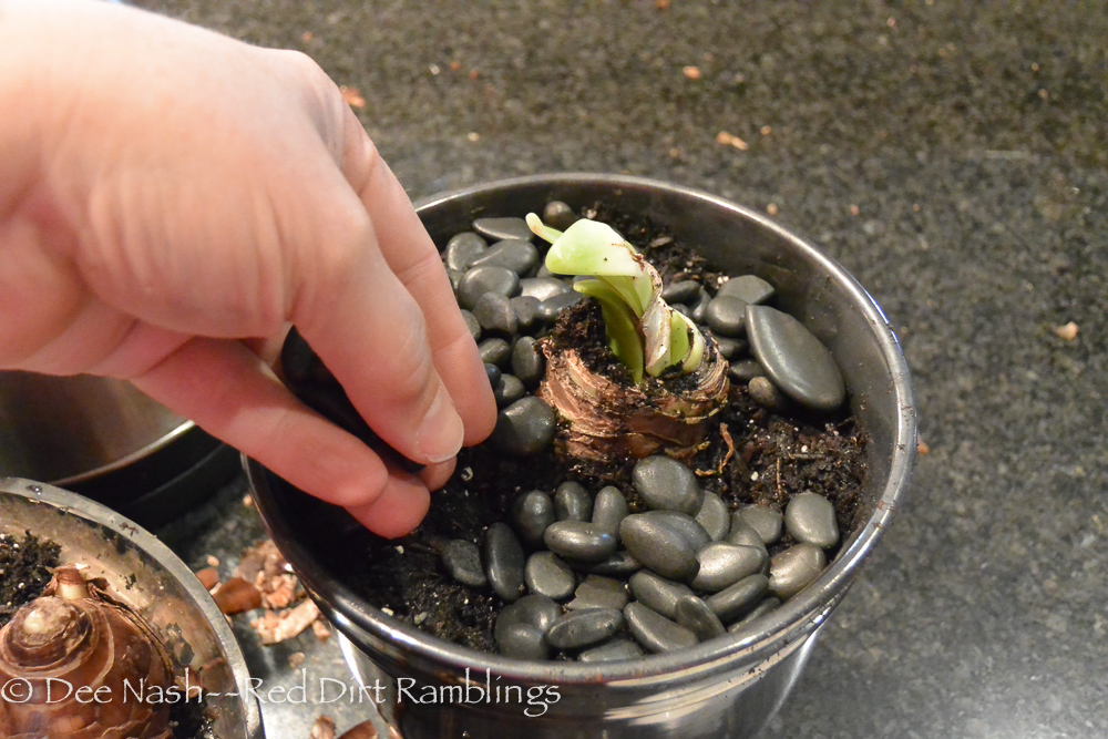 Growing amaryllis is easy Red Dirt Ramblings®