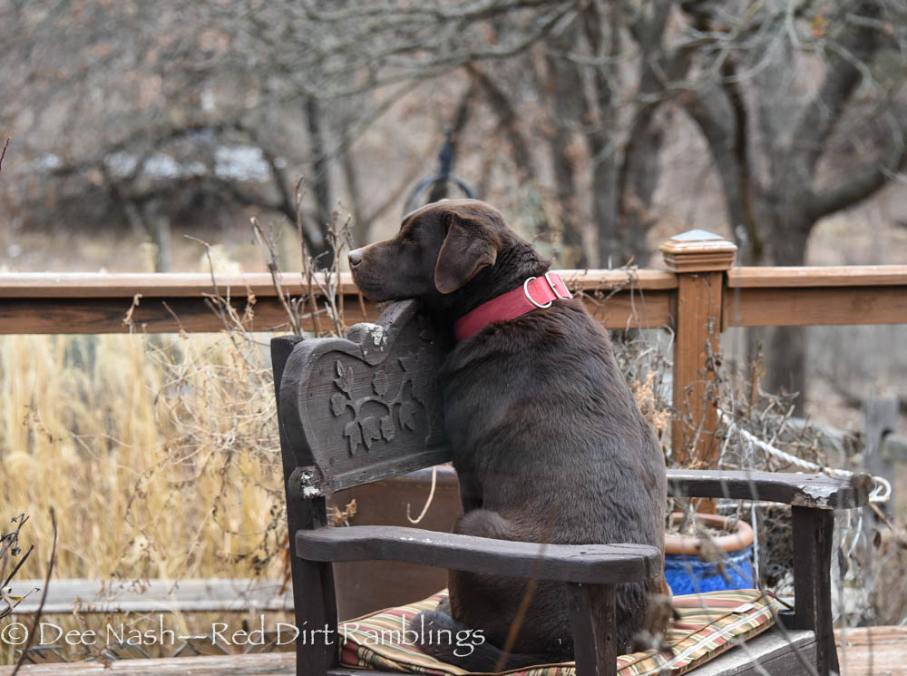 Like Tap, our chocolate Lab, I've been thinking deep thoughts. Doesn't he look like king of all he surveys.