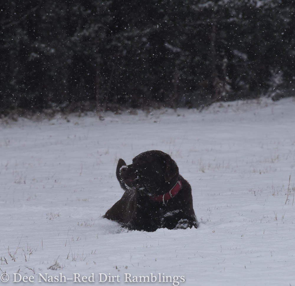 Tap eating snow and enjoying the weather. He could play out in it all day.