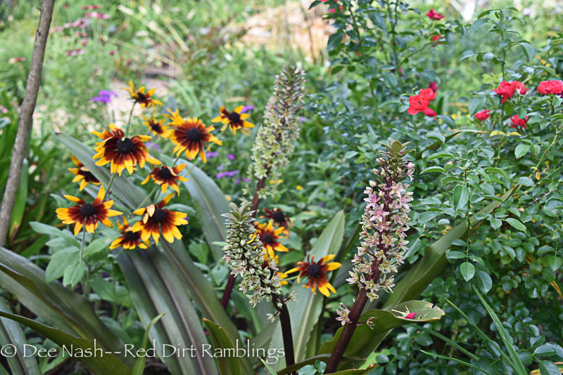 Summer flowers for summer heat Red Dirt Ramblings®