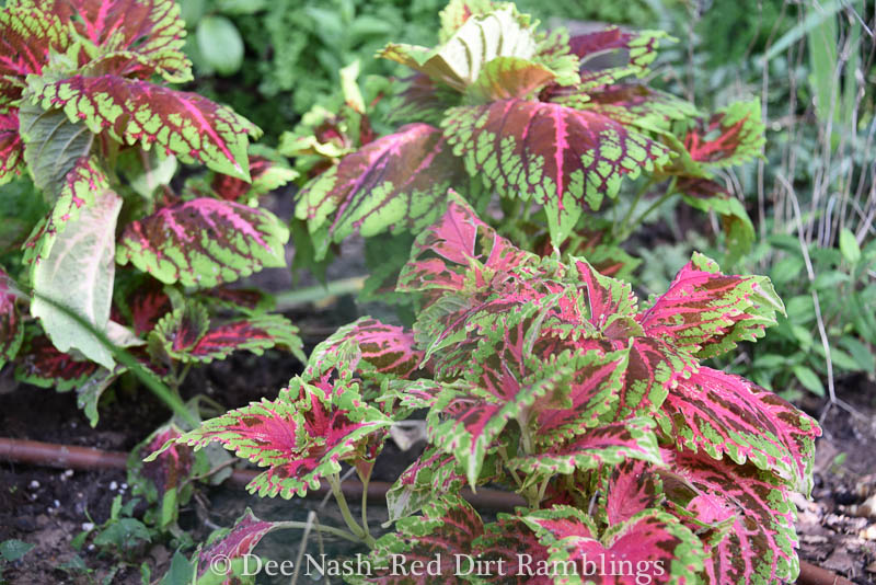 july garden chores red dirt ramblings 174 july garden chores red dirt ramblings 174