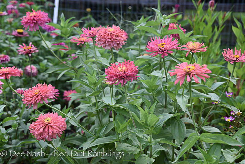 Zinnia Burpee Rose Giant Cactus Red Dirt Ramblings®