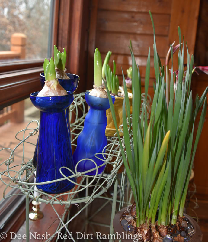 Blooming plants beat the winter blues - Red Dirt Ramblings®