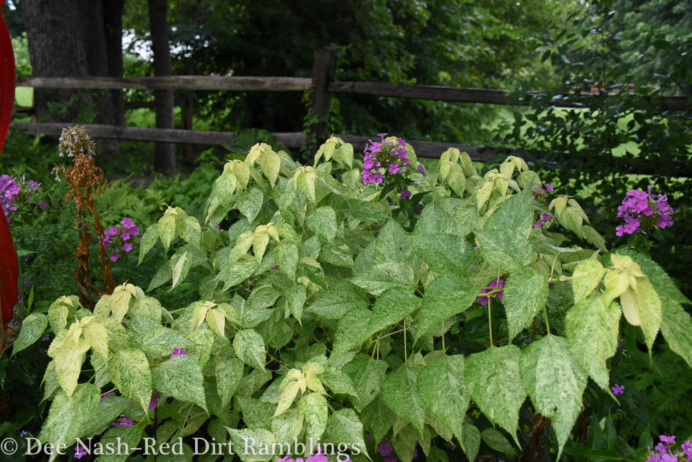 Favorite perennials from Bustani Plant Farm Red Dirt