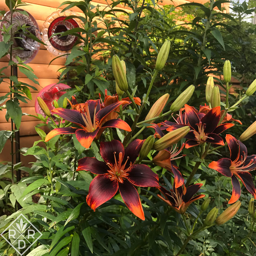 Lilium 'Forever Susan,' asiatic Susan.