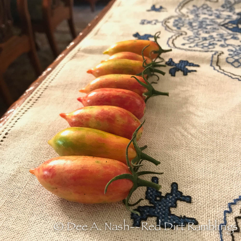 Artisan Pink Tiger tomato is tiny, but packs a big punch. Very thin skinned and sweet.