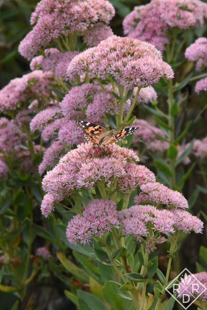 Painted Lady butterfly on stonecrop sedum. Painted Lady butterflies are abundant this year.