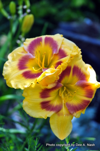 Hemerocallis Jedi Tequila Sunrise 6 20 2010 2 40 13 Am