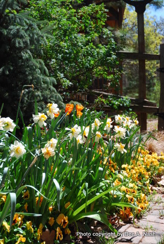 Plant Bulbs And Make Some Magic Next Spring - Red Dirt Ramblings®