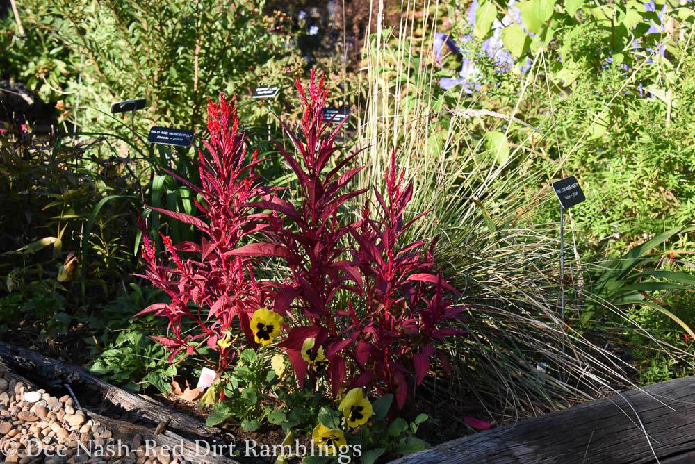 Celosia Dragon S Breath 1 Of 1 Red Dirt Ramblings