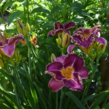 Rethinking Daylilies  N.C. Cooperative Extension